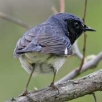 image of bird