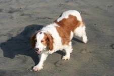 image of welsh_springer_spaniel #12