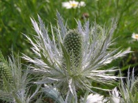 image of alpine_sea_holly #0