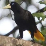 image of bird