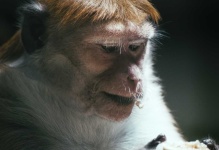 image of monkey #12