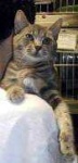 image of tabby