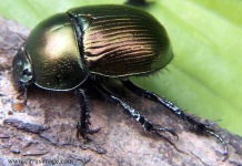 image of dung_beetle