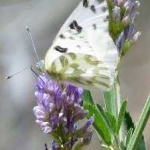 image of animal