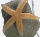 image of starfish #9