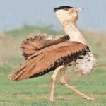 image of indian_bustard #20