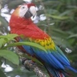 image of bird