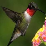 image of bird
