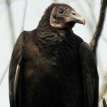 image of bird