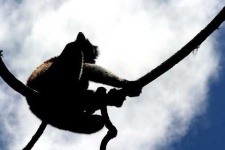 image of indri