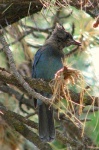 image of jay