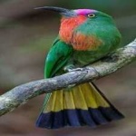 image of bird