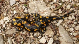 image of european_fire_salamander