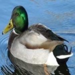 image of bird