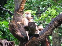 image of patas