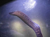 image of eel