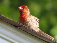 image of house_finch