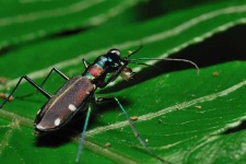 image of tiger_beetle #26