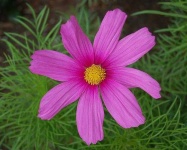 image of flower