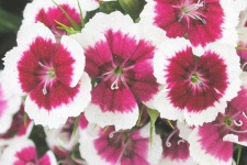 image of flower
