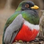 image of bird