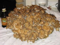 image of hen_of_the_woods