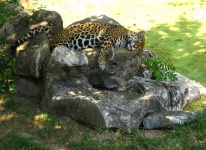 image of jaguar_car