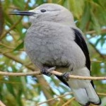 image of bird