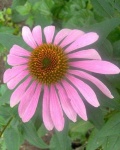 image of flower