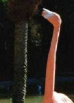 image of animal