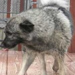 image of animal