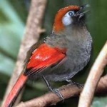 image of bird