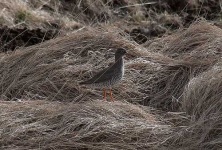image of redshank