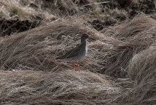 image of redshank #5