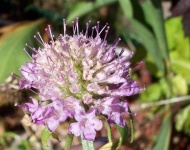 image of flower