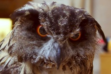 image of animal