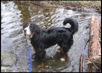 image of bernese_mountain_dog #23