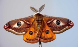 image of moth #25