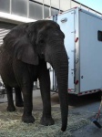 image of african_elephant