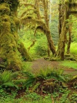 image of rainforest