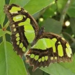 image of animal