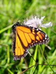 image of monarch