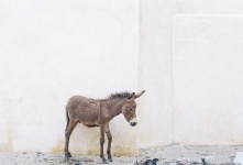 image of animal