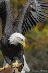 image of bald_eagle