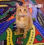 image of tiger_cat