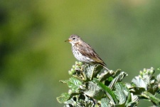 image of animal