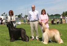 image of afghan_hound #20