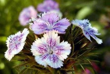 image of flower