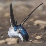 image of bird