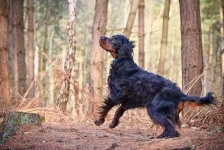 image of gordon_setter #23